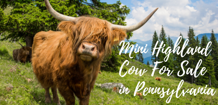 Mini Highland Cows LLC